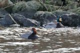 20160207_Amerikaanse Tafeleend_Noordhorn_02a